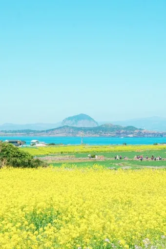 제주 가파도 가는 운진항 배 시간표 요금 예약 예매_4