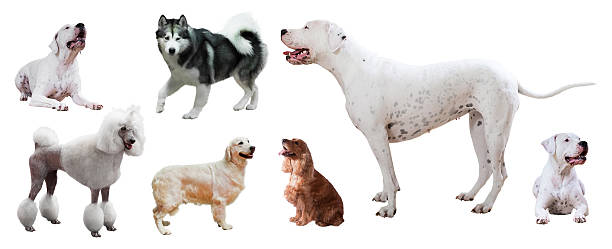 초보자도 키우기 쉬운 온순한 견종