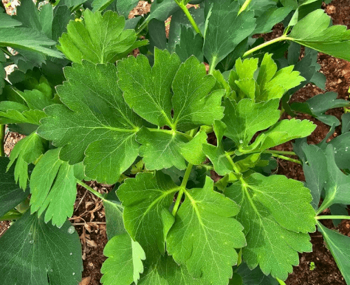 3월 제철음식 쭈꾸미 도다리 봄동 달래 냉이 방풍나물 미나리 가리비 참나물