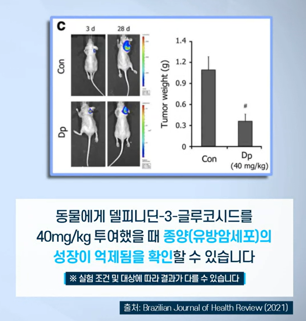 자보티카바 효능