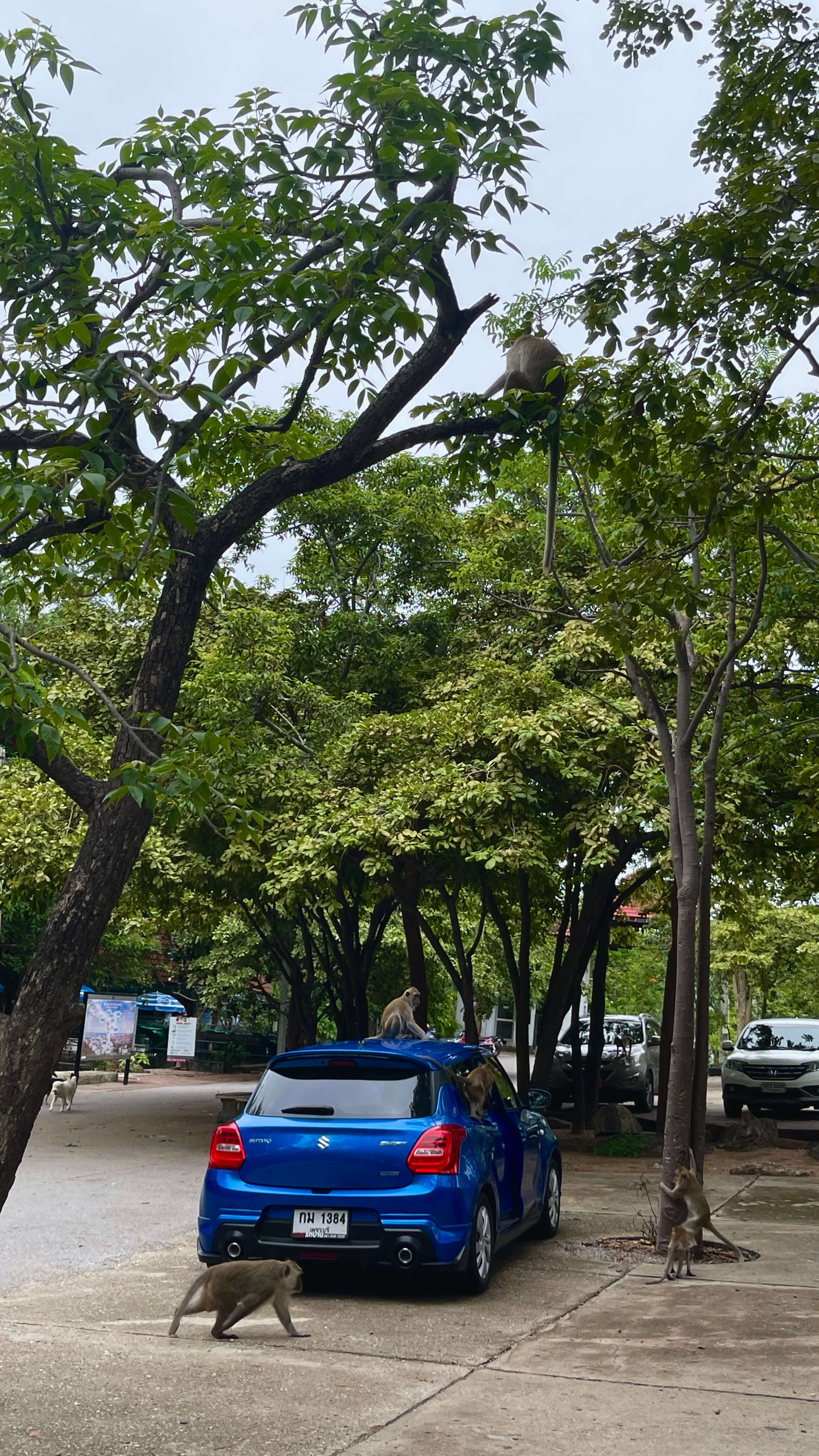 힌 렉 파이 전망대_2