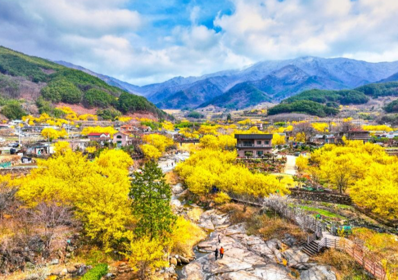 산수유축제