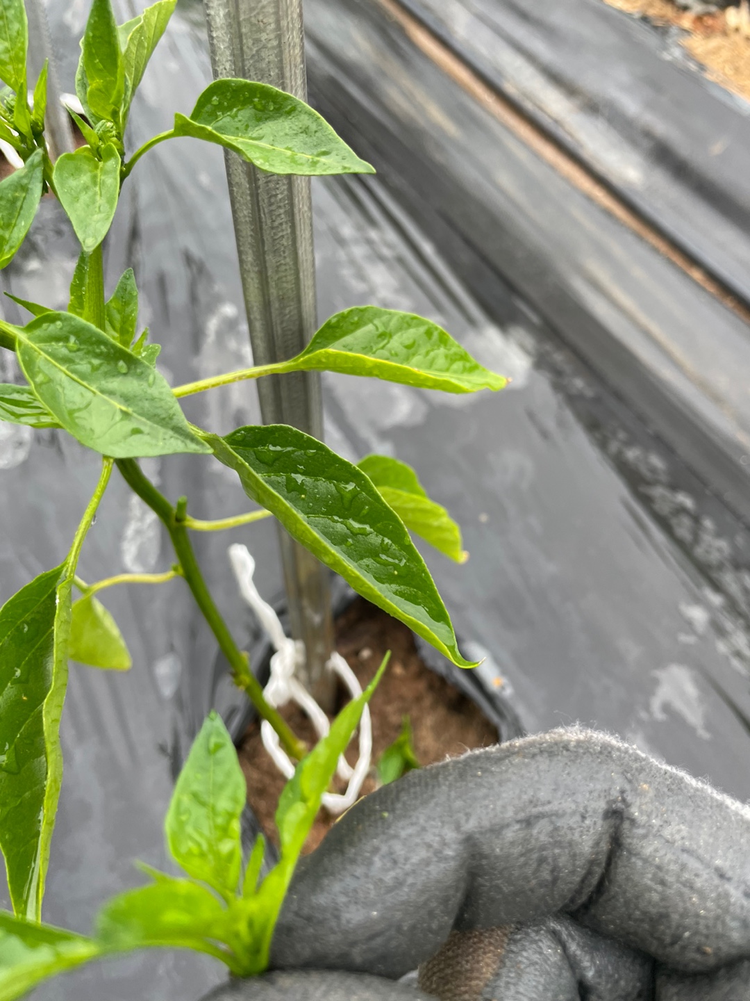 고추 곁순 제거