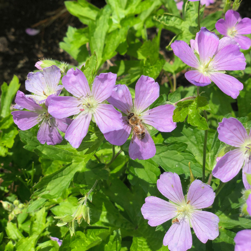제라늄 키우기 삽목 종류 잎이 노래지는 이유 물주기 가지치기 꽃말 분갈이