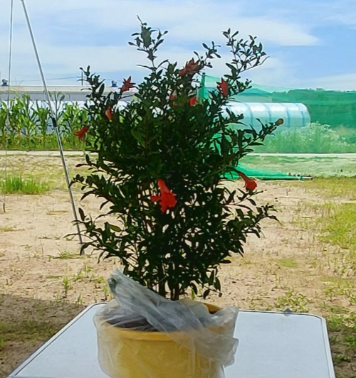 충주 농장에 심기 위해 구입한 석류나무 묘목
