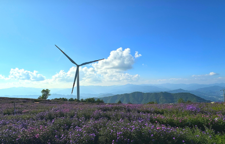 감악산 아스타국화 축제