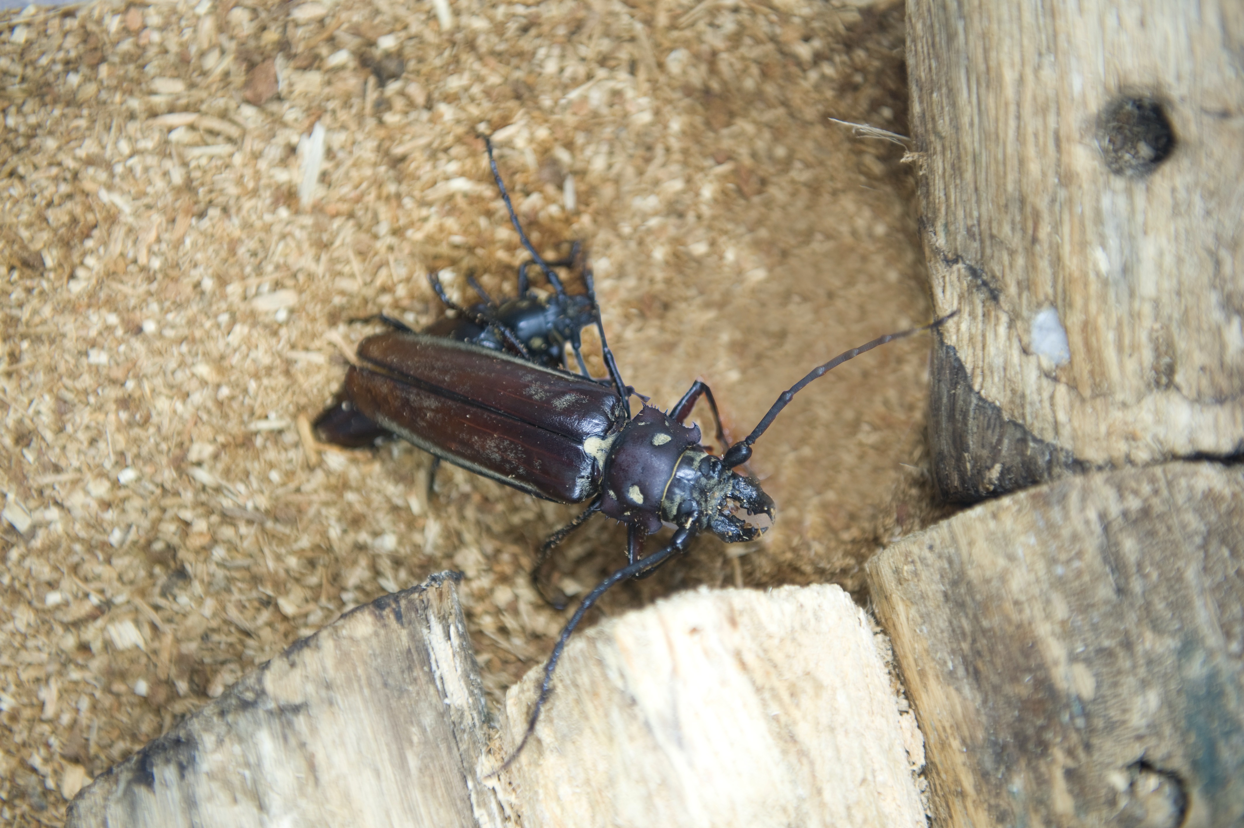 멸종위기 야생동물 장수하늘소|불법 채집 처벌 사례와 보호 정책