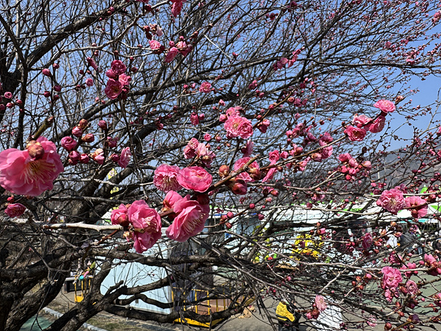 광양 매화축제 개화상황 실시간 사진 입장료