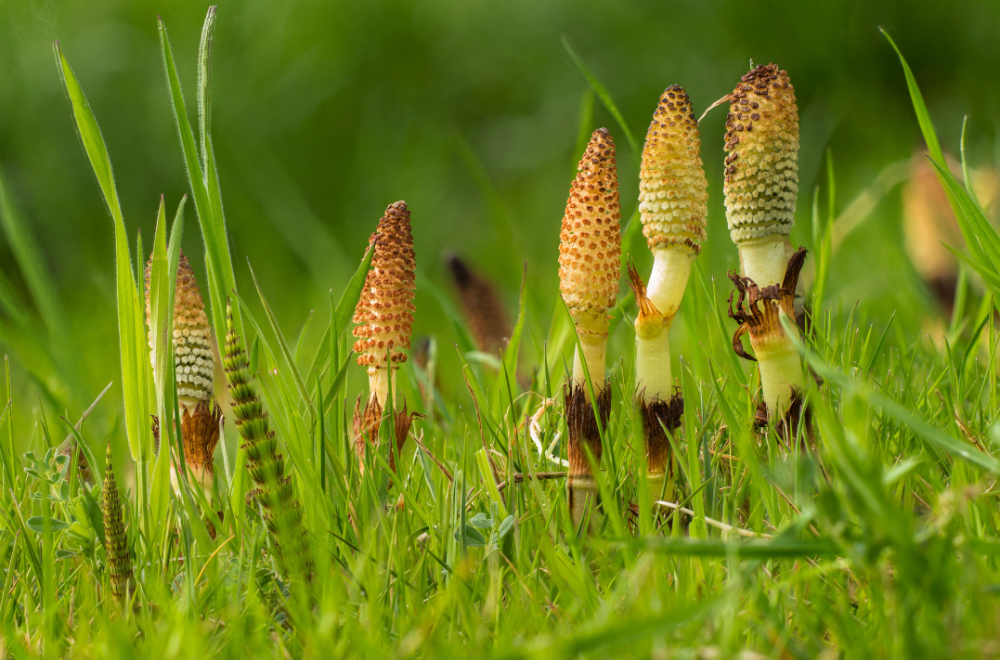 쇠뜨기 풀 식물 이미지