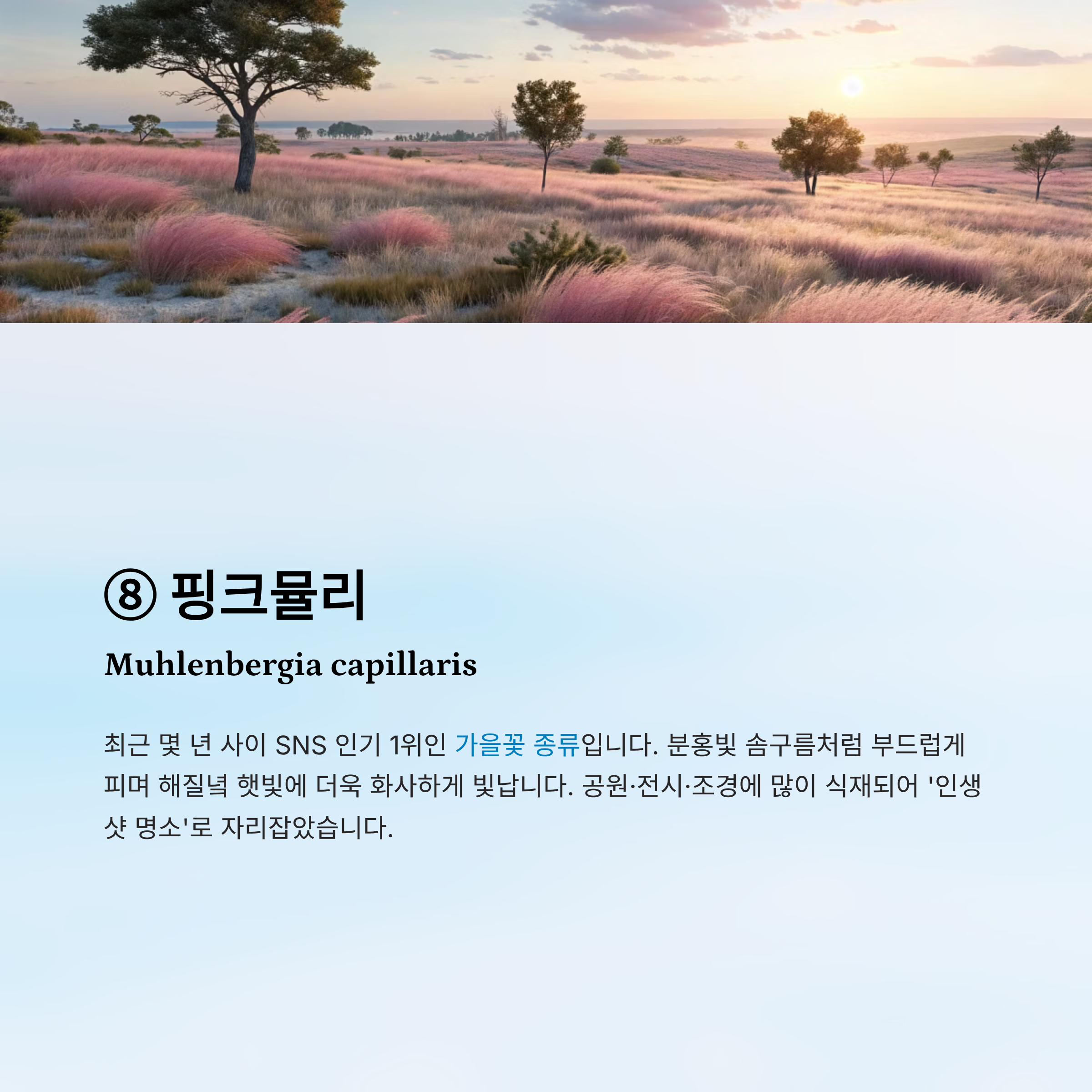 가을꽃 종류 알아보기