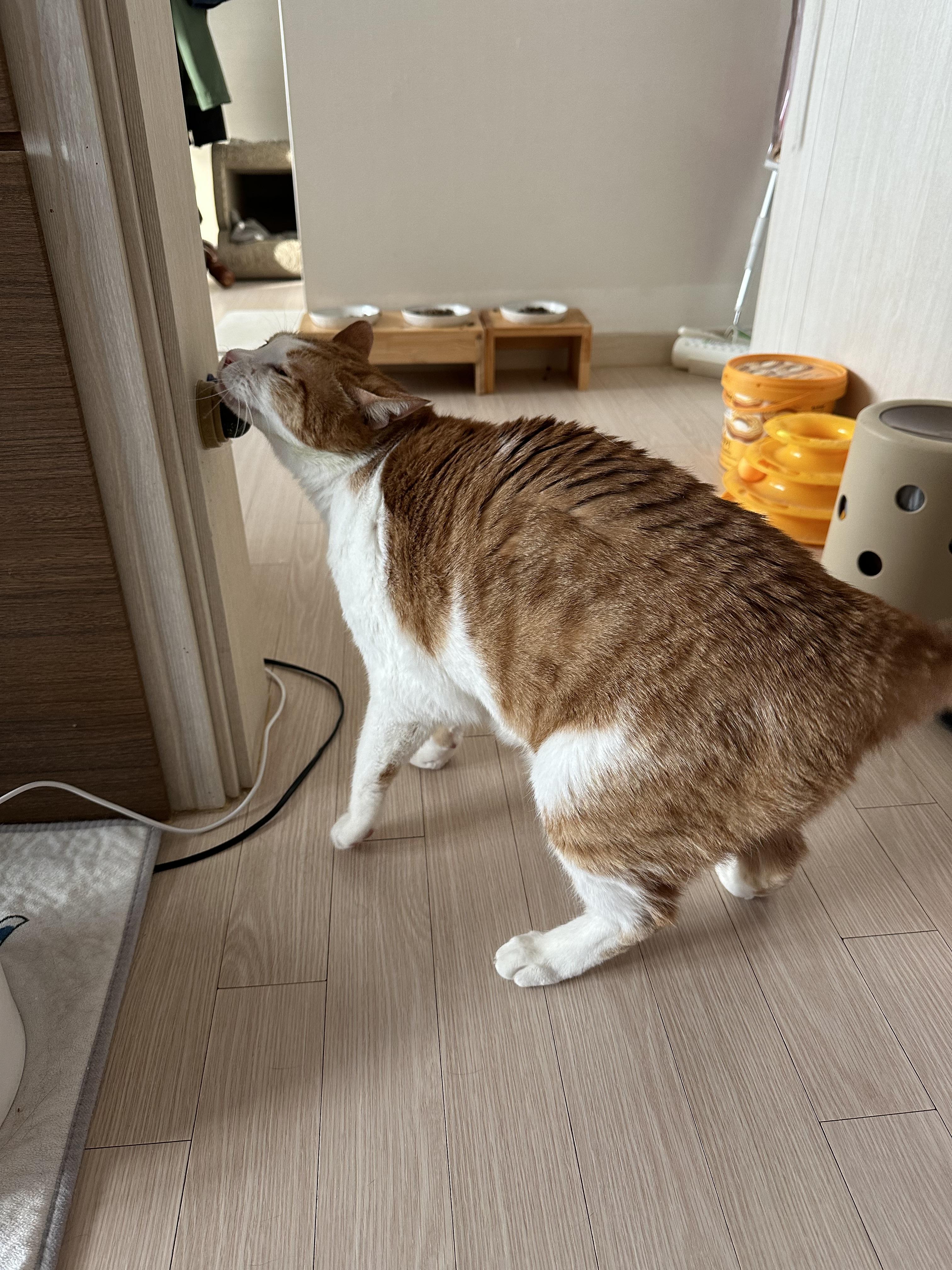 캣닢사탕에 무아지경인 냥냥이들.