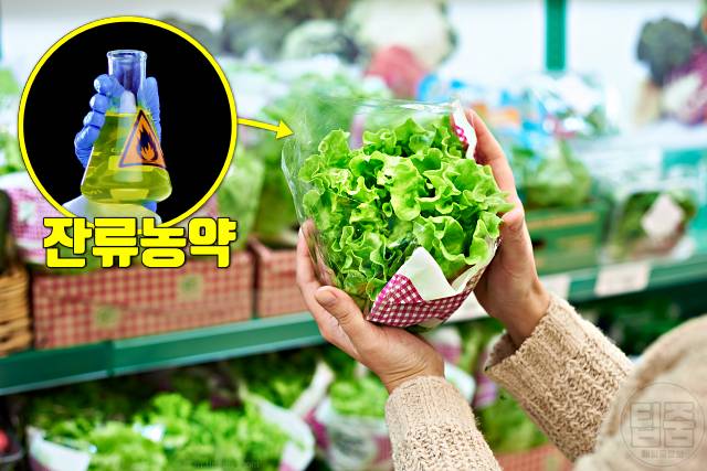 신진대사 높이는 음식 신진대사음식 유기농