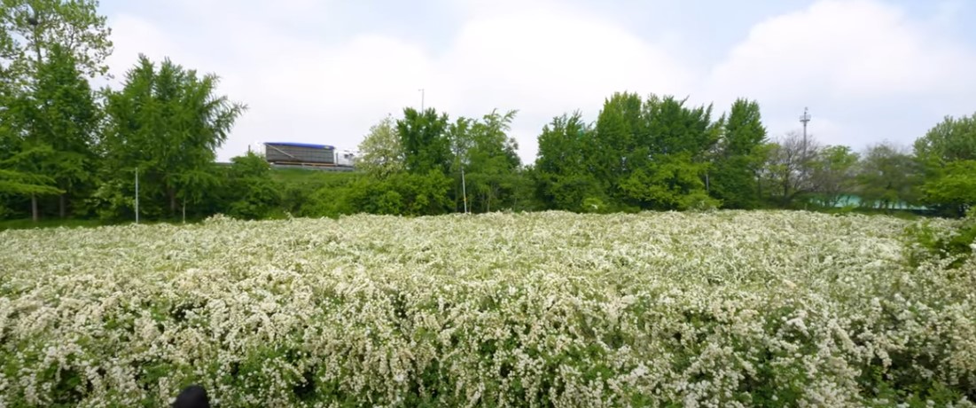 5월에 꼭 가봐야 할 적국 봄꽃 명소