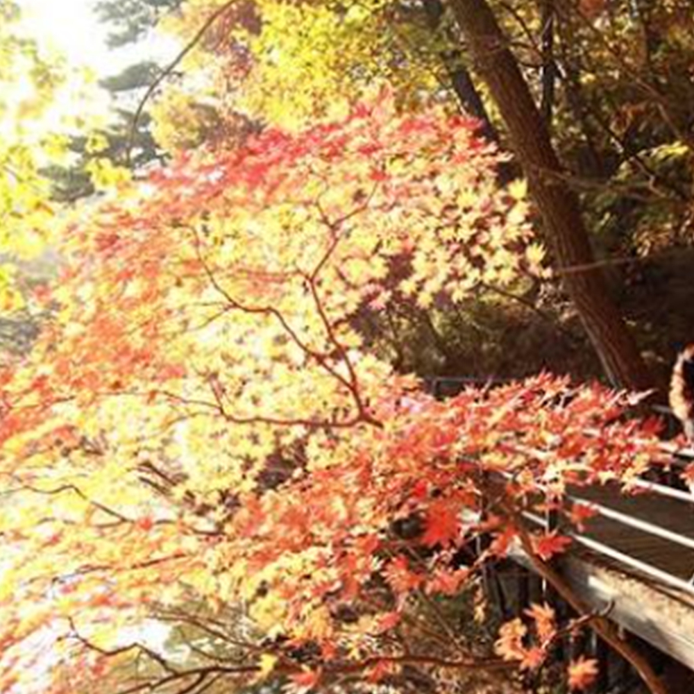 단풍 명소25곳