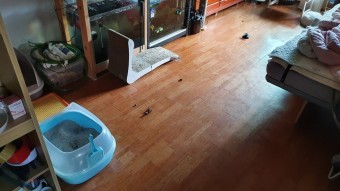 방에-똥을-질질질-쌓놓은-댕댕이