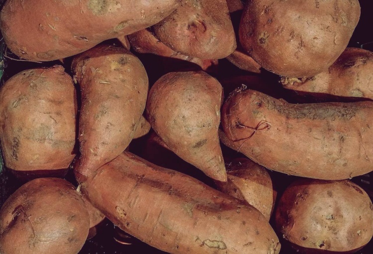 수북히-쌓여있는-고구마들