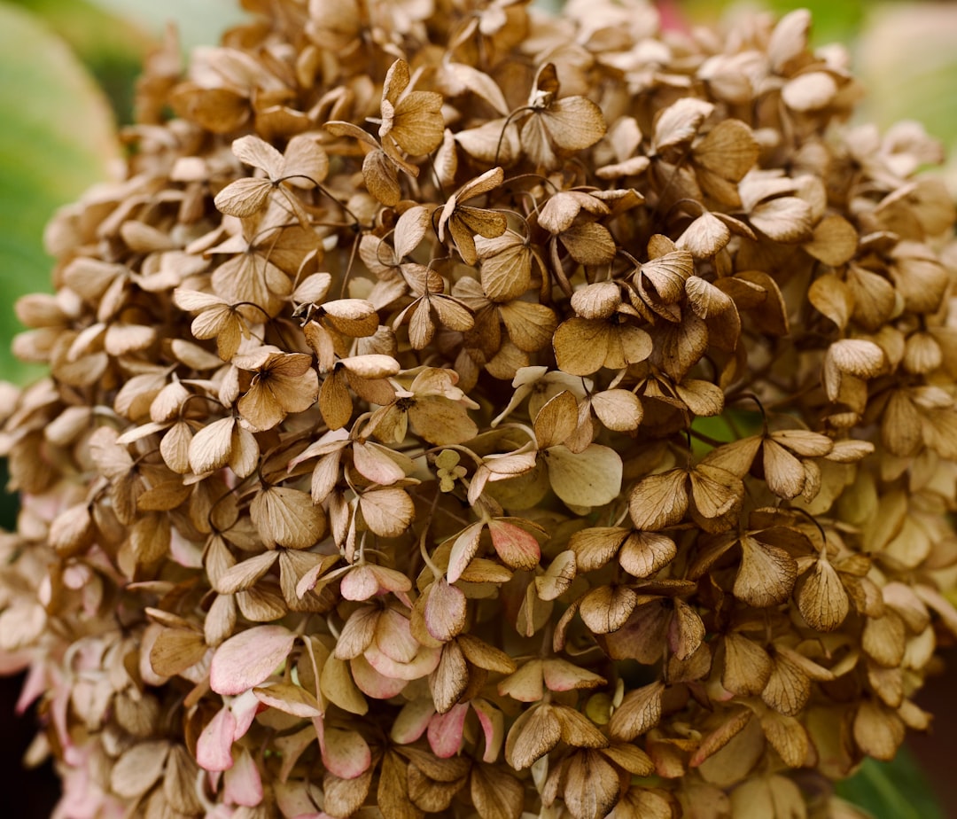 Buckwheat