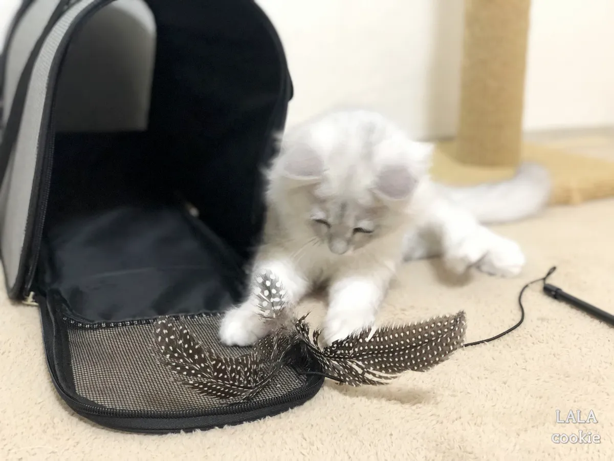 고양이-이동장-추천-천소재-이동장과-장난감으로-노는-고양이