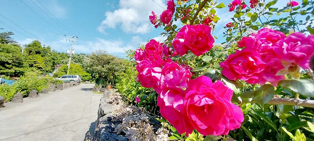 하논오름 장미꽃