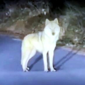 늑구 포획 실패 마취총 드론 재수사