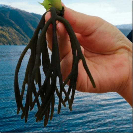 청각 효능 및 활성 성분 먹는 법과 주의점