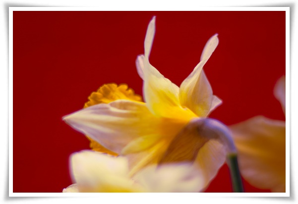 "수선화" 봄의 향기를 담은 마음을 따뜻하게 해 주는 봄의 전령사!