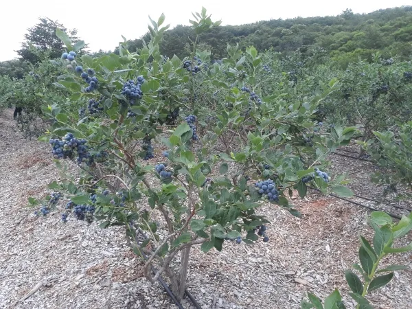 블루베리 재배 산도 조절 피트모스 혼합 여름 관수_7