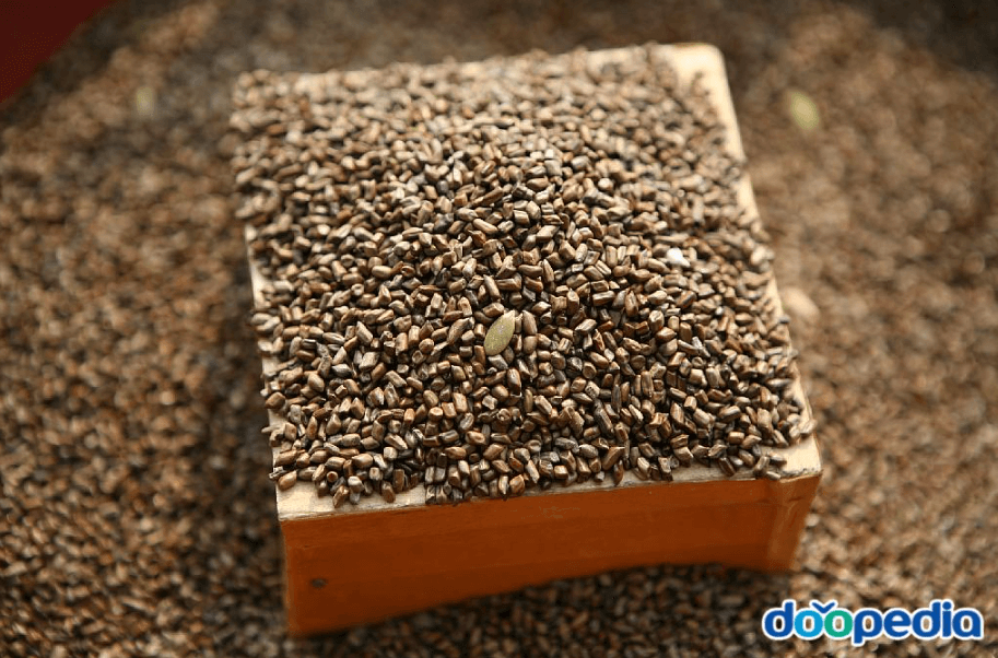 결명자