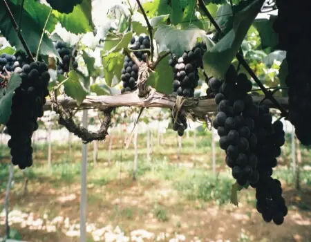 영동포도축제_24