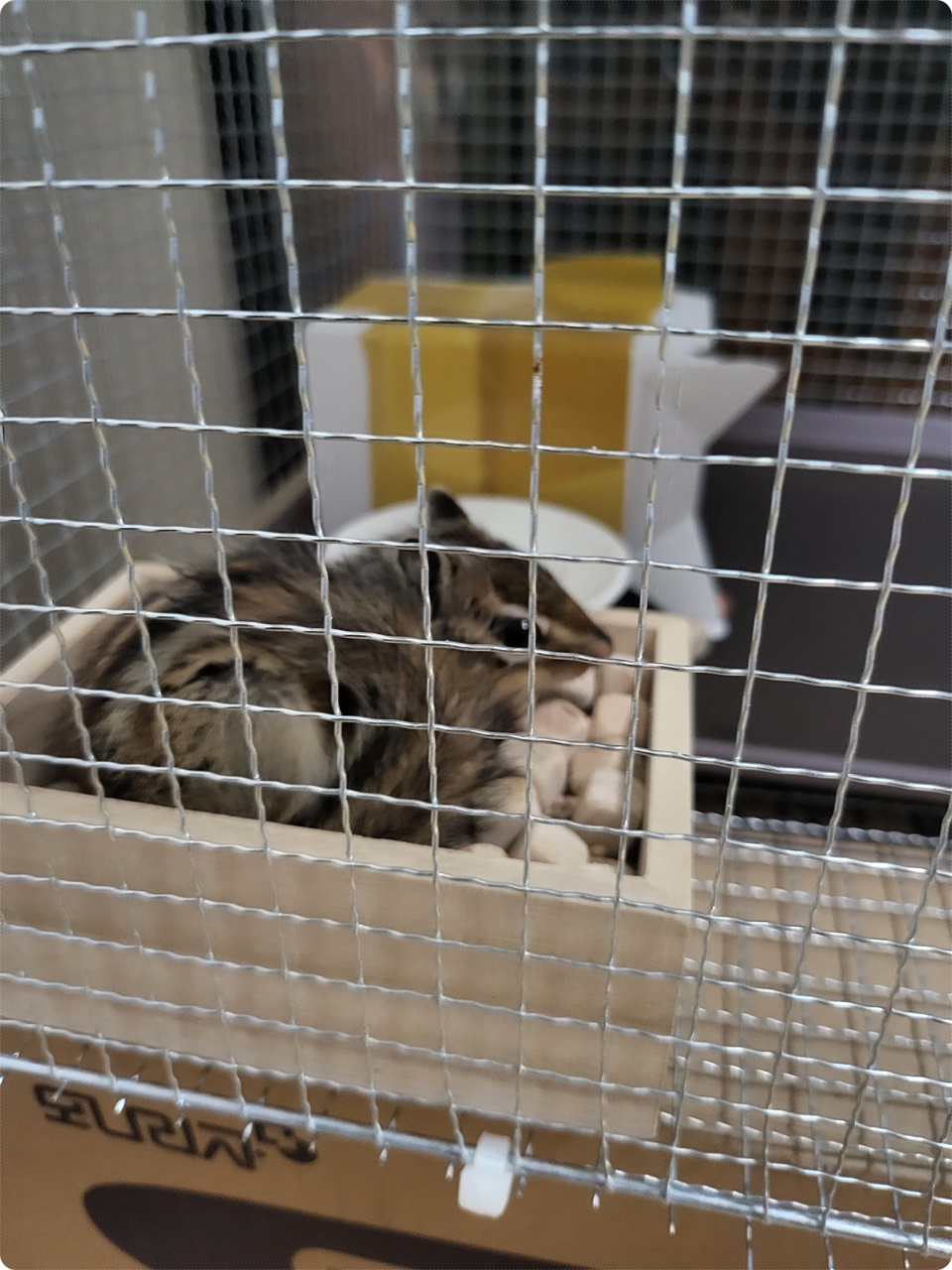 얌전하게 앉아 있는 다람쥐