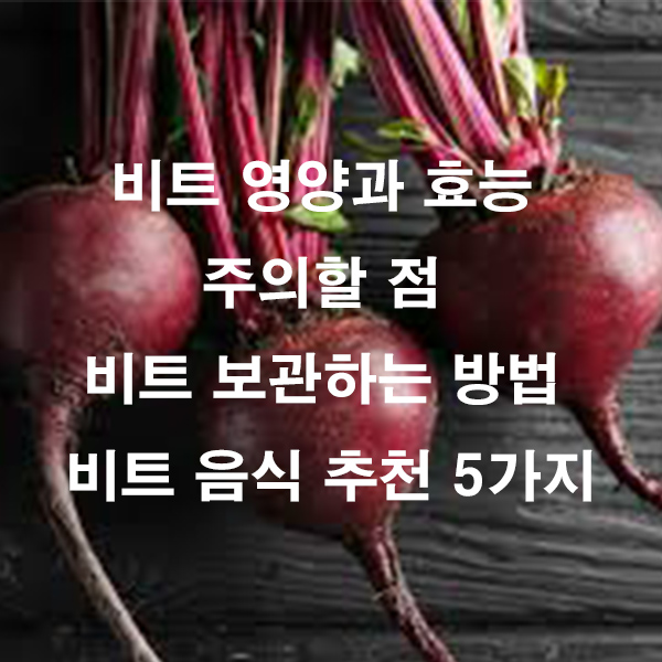 비트 영양과 효능 주의할 점 비트 보관하는 방법 비트 음식 추천 5가지