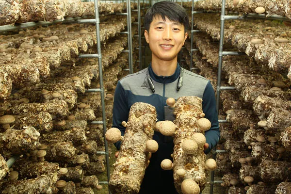 표고버섯 재배 원목 선택 접종 시기 습도 관리_4