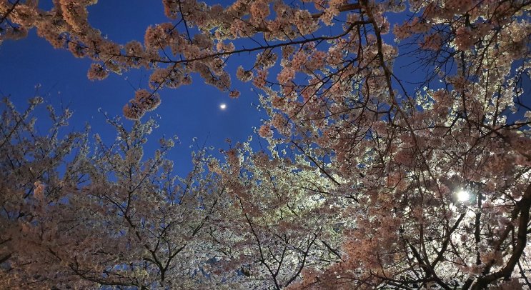 여좌천로망스다리1