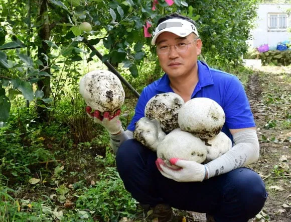 &amp;quot;댕구알버섯