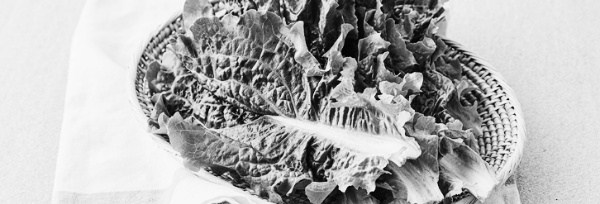 상추 효능 (불면증, 황달, 빈혈, 신경과민)