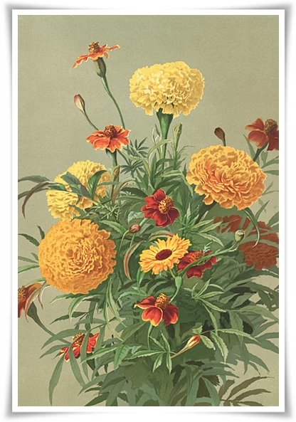 화초 "메리골드(금잔화)" 가을 정원에 황금빛 행복을 심어 보세요!