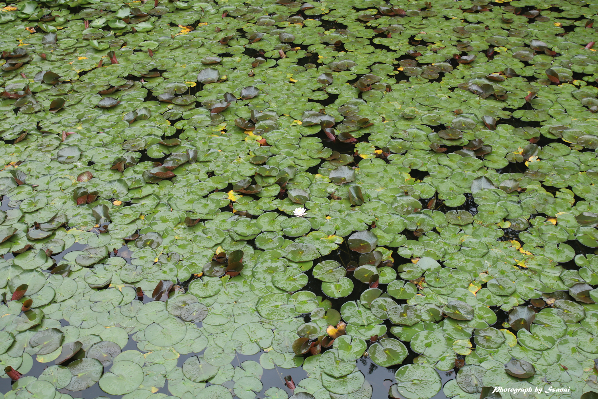 수련
