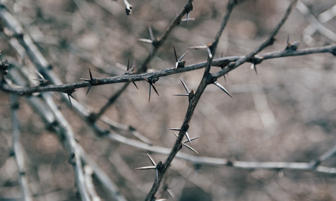 Thorn