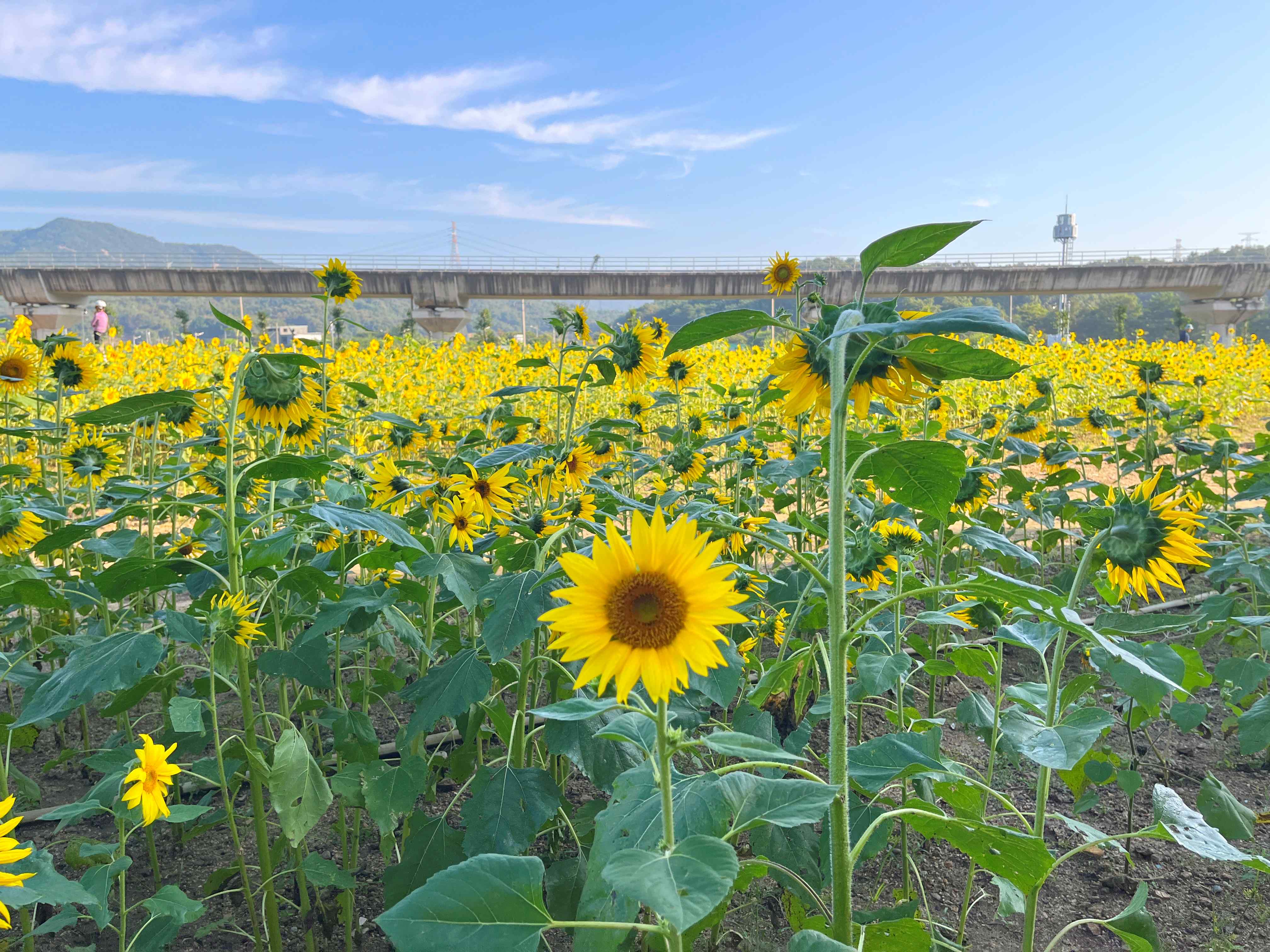 신곡새빛정원 해바라기