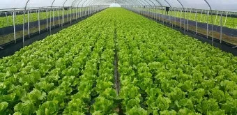 양상추 재배 결구 키우기 파종 시기 물주기 요령_3