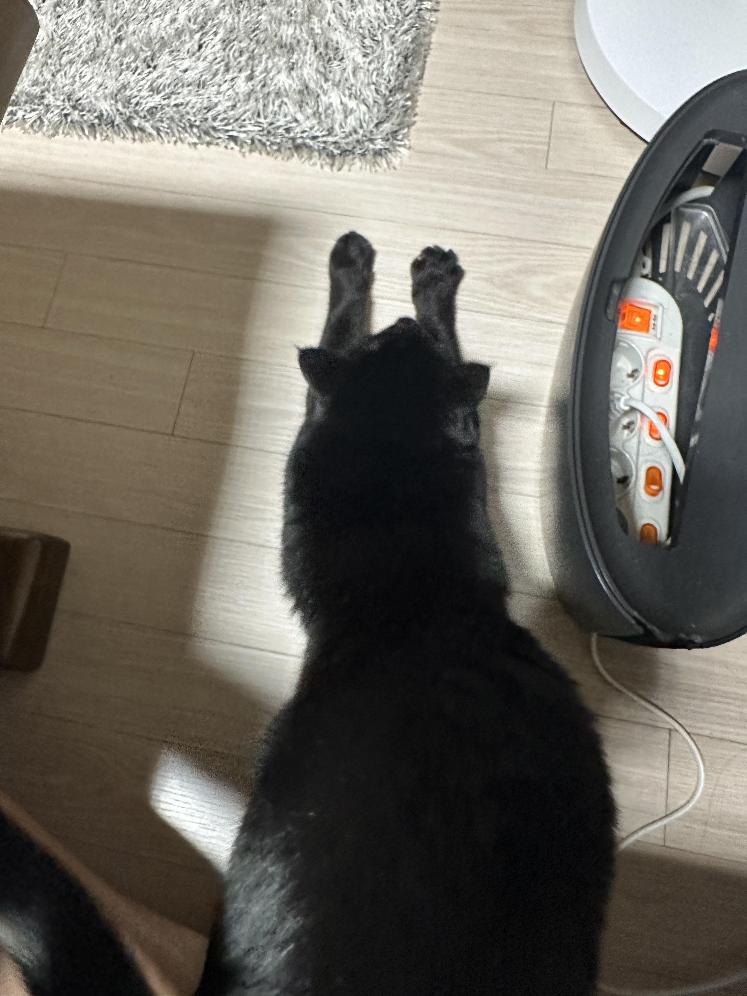 똑똑한 고양이 건이가 엄마한테 관심을 요구하는 방법 (feat. 애교많은 고양이)