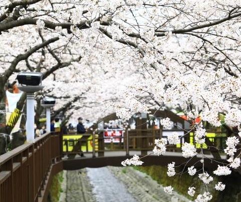 2026 지역별 봄꽃 축제 일정 확인하기