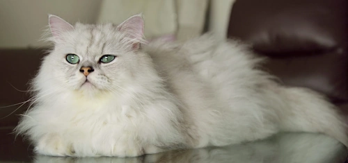 페르시안 고양이