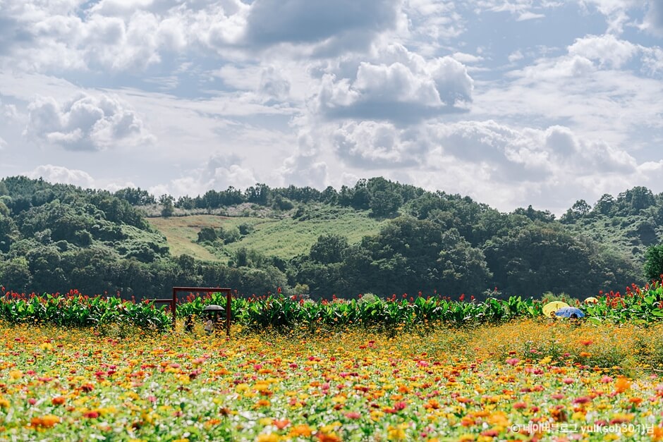 가을 여행지 코스모스 꽃구경 추천 장소