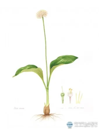 우리나라 특산식물 댕강나무와 댕강나무 꽃말 꽃댕강나무_20