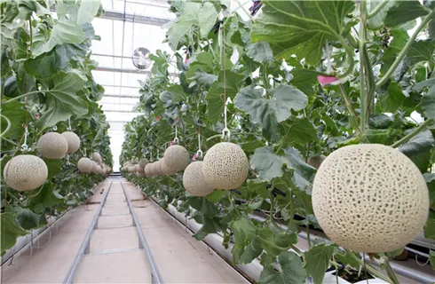 멜론 재배 수정 관리 당도 올리기 비가림 요령_6