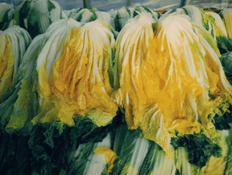 절임배추 고르는 방법 및 구매