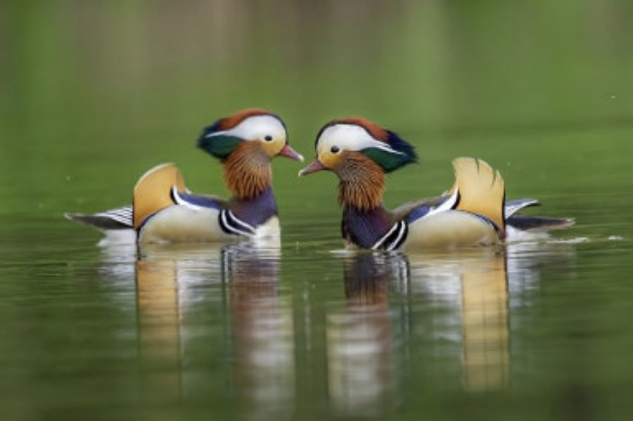 야생의 호수에서 알록달록하게 생긴 원앙새 한 쌍이 서로 마주보며 유영을 하고 있는 것을 찍은 사진