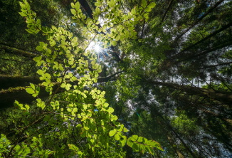 화담숲 벚꽃 예약