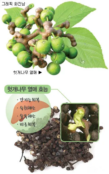 헛개나무 열매 수확시기와 관련한 농업 재배법_5